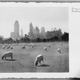 Illustration for article titled Sheep in Central Park, Archaeo-Bunnies, and Cockroach Pheromone Bots